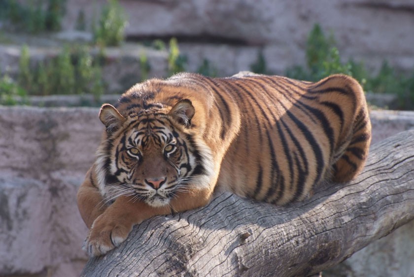 Zoo de Barcelona