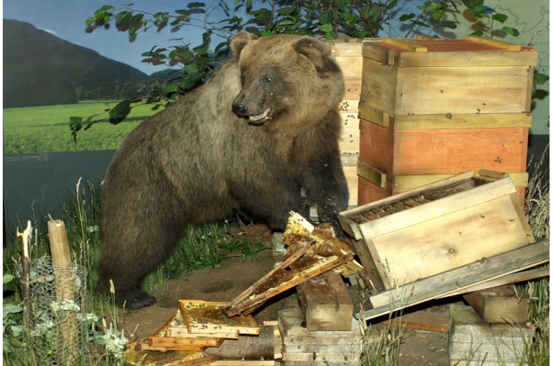 Museum Mensch & Natur München Erlebe