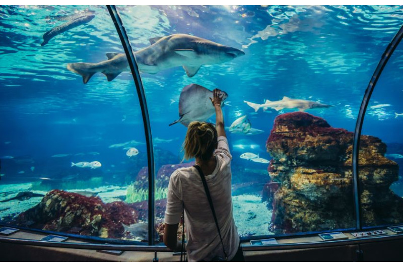 Besuche den Unterwasser Tunnel Aquarium Barcelona