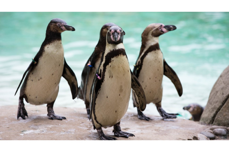 Londoner Zoo